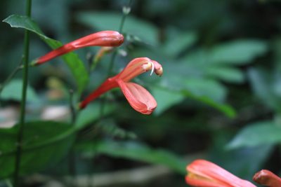 Justicia macrantha, photographed by Jake Rehage