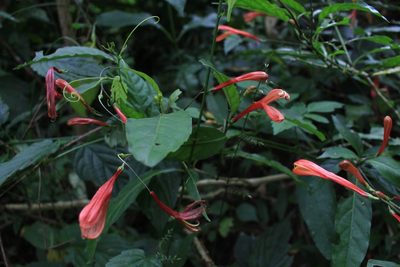 Justicia macrantha, photographed by Jake Rehage
