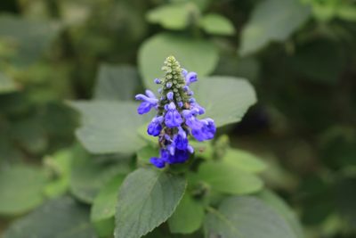 Salvia polystachia, photographed by Jake Rehage