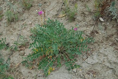 Hedysarum gmelinii, photographed by Alexander Dubynin