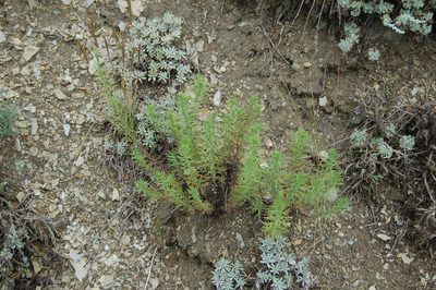 Veronica pinnata, photographed by Alexander Dubynin