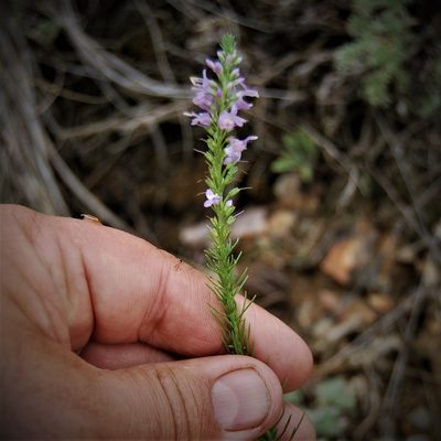 Veronica pinnata, photographed by Alexander Dubynin