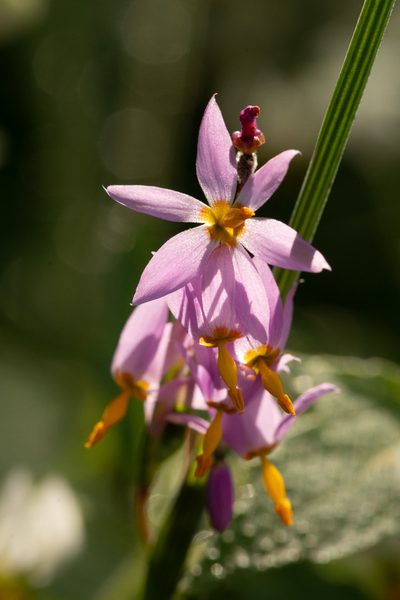 Olsynium philippii, photographed by Darío De la Fuente