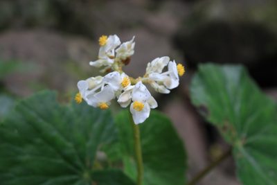 Begonia involucrata, photographed by Jake Rehage