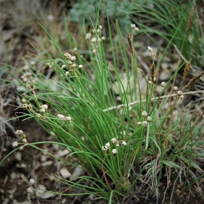 Allium vodopjanovae, photographed by Alexander Dubynin