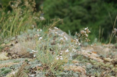 Gypsophila patrinii, photographed by Alexander Dubynin
