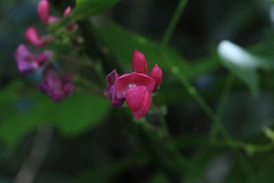 Phaseolus costaricensis, photographed by Jake Rehage