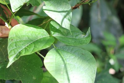 Phaseolus costaricensis, photographed by Jake Rehage