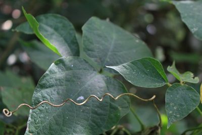 Phaseolus costaricensis, photographed by Jake Rehage