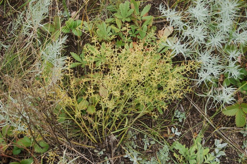 Thesium refractum, photographed by Alexander Dubynin
