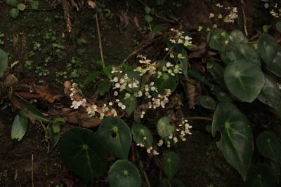 Begonia conchifolia, photographed by Jake Rehage