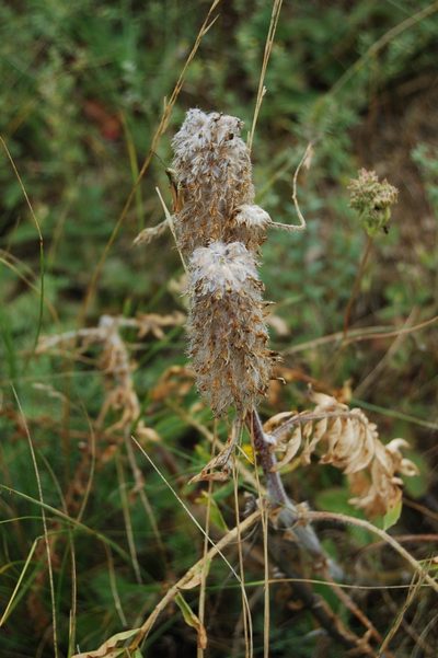 Astragalus alopecurus, photographed by Alexander Dubynin