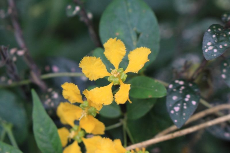 Aspicarpa hexandra, photographed by Jake Rehage