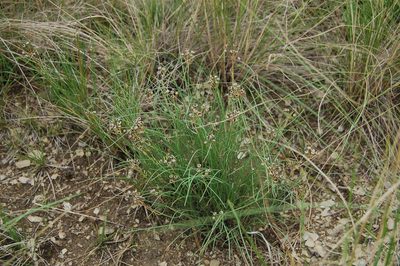 Allium vodopjanovae, photographed by Alexander Dubynin