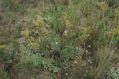 Gypsophila patrinii, photographed by Alexander Dubynin