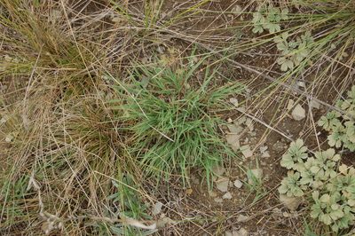 Cleistogenes squarrosa, photographed by Alexander Dubynin