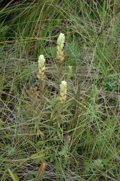 Castilleja pallida, photographed by Alexander Dubynin