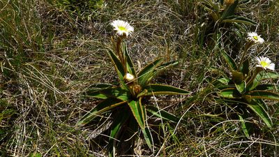 Celmisia traversii, photographed by Sarah Richardson