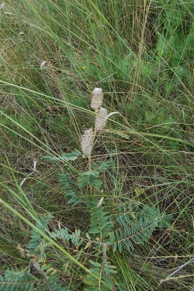 Astragalus alopecurus, photographed by Alexander Dubynin