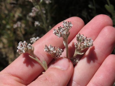 Vellereophyton dealbatum, photographed by Jeremy Gilmore