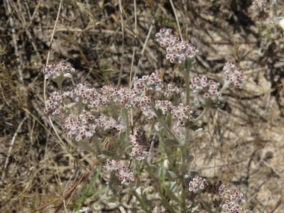 Vellereophyton dealbatum, photographed by Jeremy Gilmore