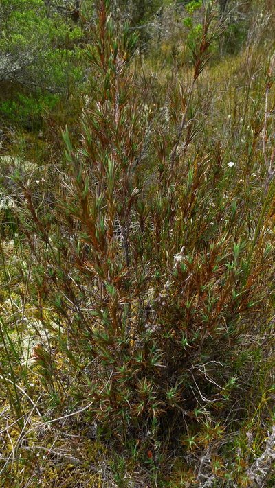 Dracophyllum oliveri, photographed by Sarah Richardson