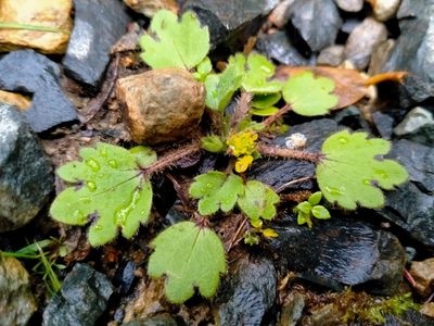 Ranunculus foliosus, photographed by John Barkla