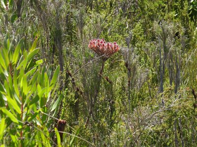 Dilatris corymbosa, photographed by Jeremy Gilmore