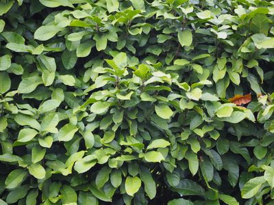 Sterculia monosperma, photographed by 葉子