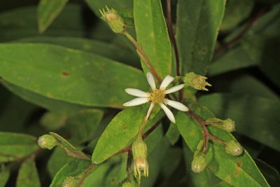 Doellingeria infirma, photographed by Judy Gallagher