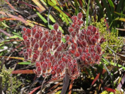 Dilatris corymbosa, photographed by Jeremy Gilmore