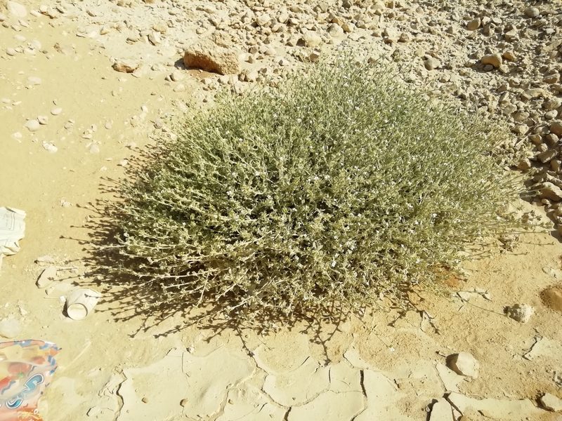 Morettia parviflora, photographed by ajott
