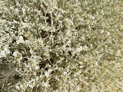 Morettia parviflora, photographed by ajott