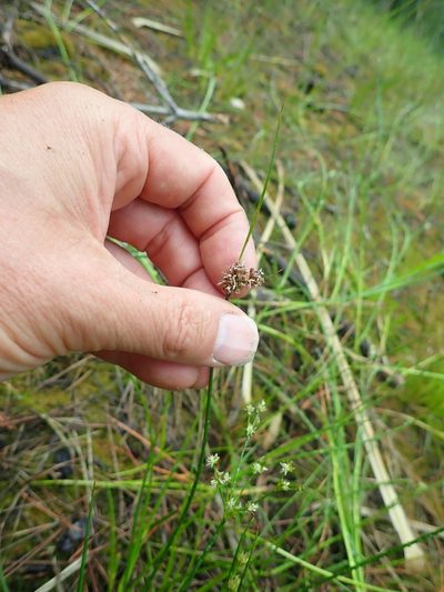 Juncus sonderianus, photographed by Arnim Littek