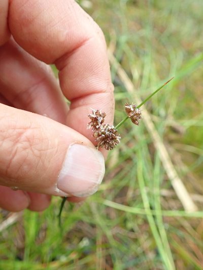Juncus sonderianus, photographed by Arnim Littek