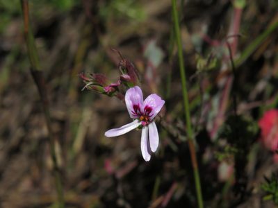 Pelargonium tabulare, photographed by Jeremy Gilmore