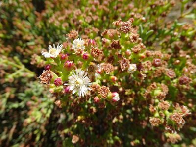 Ruschia multiflora, photographed by Shaun Swanepoel