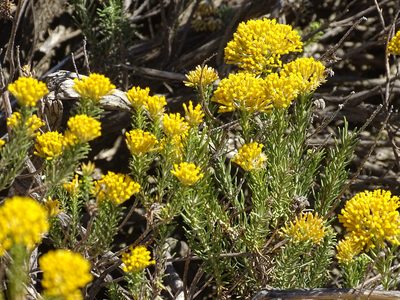Helichrysum hamulosum, photographed by Shaun Swanepoel