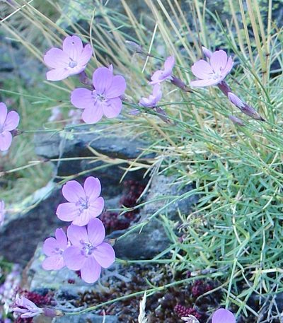 Dianthus pungens, photographed by Jean-Paul Boerekamps