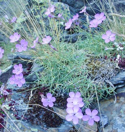 Dianthus pungens, photographed by Jean-Paul Boerekamps