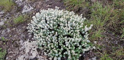 Helichrysum sutherlandii, photographed by Suvarna Parbhoo Mohan