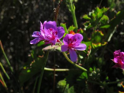 Pelargonium grandiflorum, photographed by Jeremy Gilmore