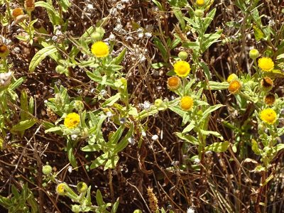 Pulicaria scabra, photographed by Shaun Swanepoel