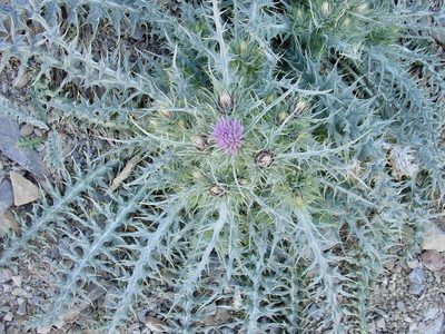 Carduus carlinoides, photographed by Jean-Paul Boerekamps