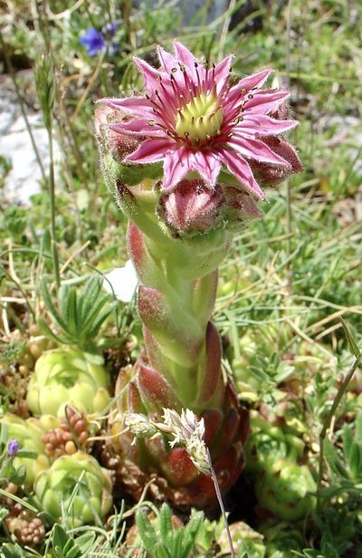 Sempervivum vicentei, photographed by Jean-Paul Boerekamps