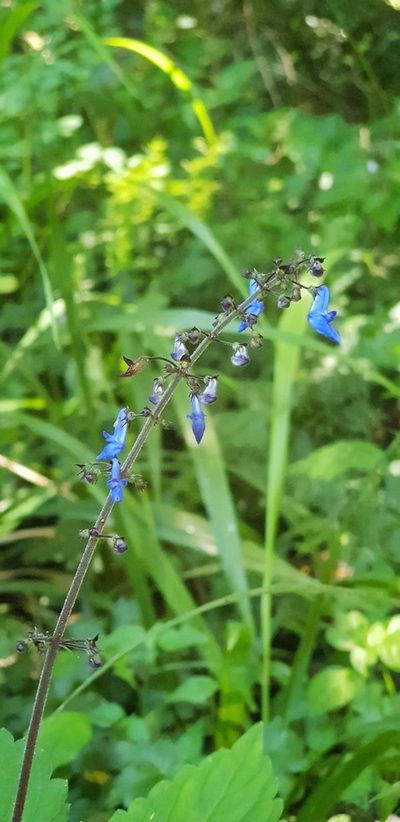 Coleus dolichopodus, photographed by Suvarna Parbhoo Mohan