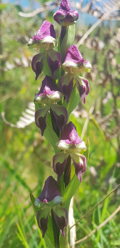 Disperis stenoplectron, photographed by Suvarna Parbhoo Mohan