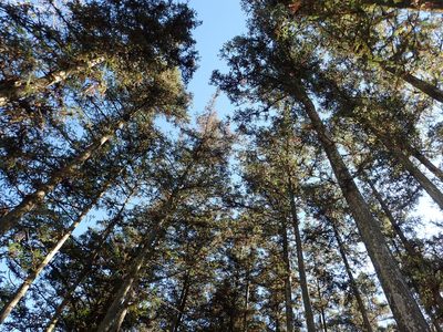 Cunninghamia konishii, photographed by 葉子