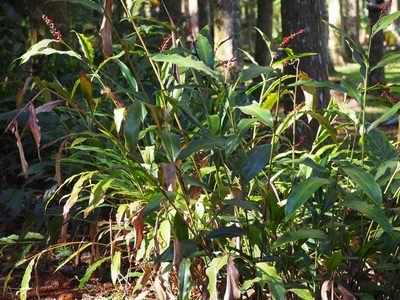 Alpinia intermedia, photographed by 葉子