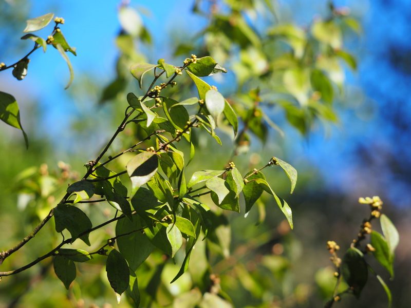 Lindera aggregata, photographed by 葉子